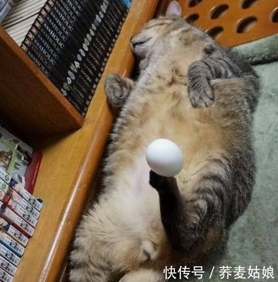 趁猫咪熟睡,主人在它脚心放了个蛋,本想整蛊它