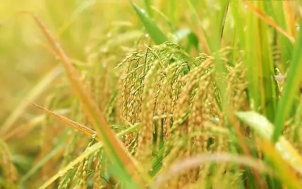 专家预测:2018年稻谷最低收购价继续下调是大