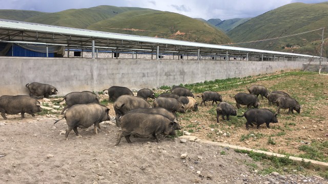 高原藏香猪摆上"一带一路"高峰论坛商务晚宴