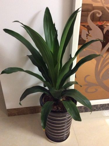 大门对楼梯犯"牵牛煞"破财漏财霉运生