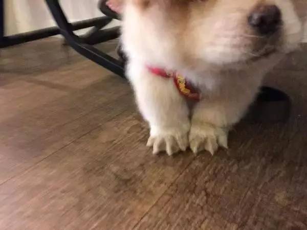 松狮好好的一双大胖爪,就这么被主人剃成了"小鸡爪".