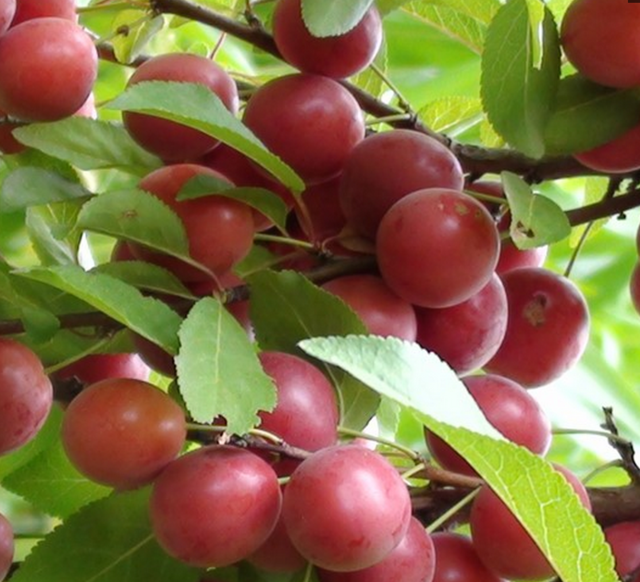 世界10大珍稀水果,价值极高,最后2个只有中国