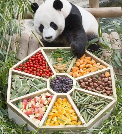 日本人最爱的中国国宝,中国就是不卖,日本只能又来租