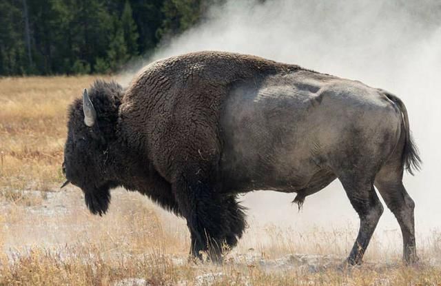 美国家公园野牛攻击游客险些发生危险(组图)