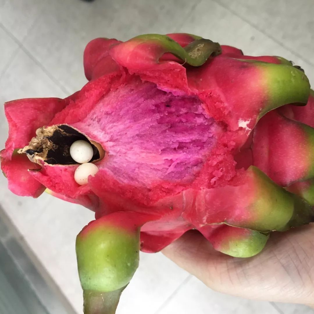姑娘吃火龙果发现两颗蛋!是啥?你肯定想不到