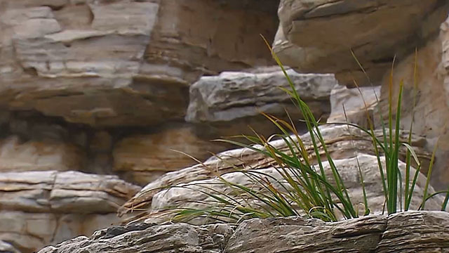 巨石林立 矮墙当道为哪般 巨石林立 矮墙当道为哪般