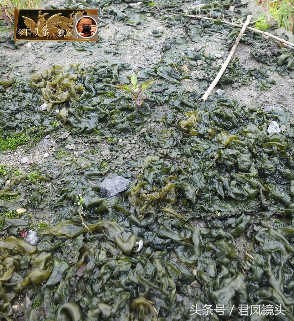 湖北宜昌:乡村,雷公菌在公路边疯长!为何无人采