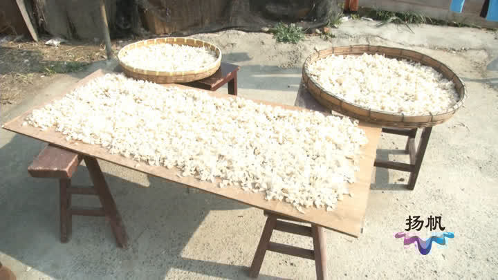 “小雪”节气：“舌尖上”的冬天 “老扬州”腌菜忙
