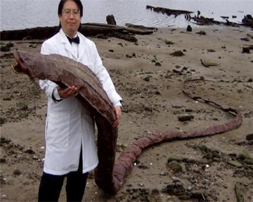 男子海边散步发现一条巨型“龙形生物” 男子海边散步发现一条巨型“龙形生物”