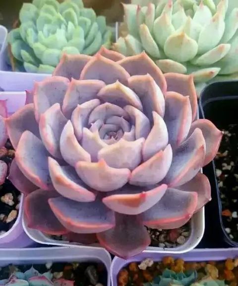 多肉喂了点"胡萝卜洋葱汁",肥嘟嘟红灿灿,越长越仙!