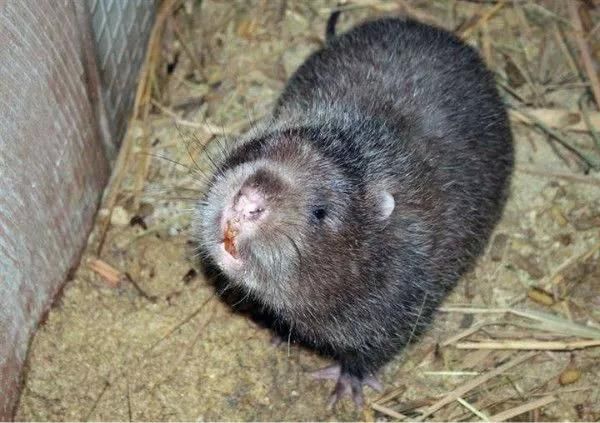 2018-2019年最火爆最赚钱的养殖项目你知道吗