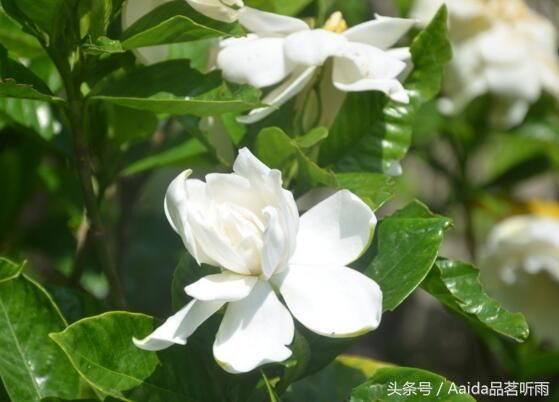 栀子花可以浇淘米水吗,怎么用淘米水浇栀子花