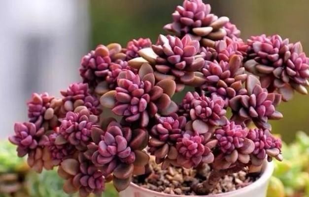 刚栽的多肉,为何不建议浇水其实是明智之举哦