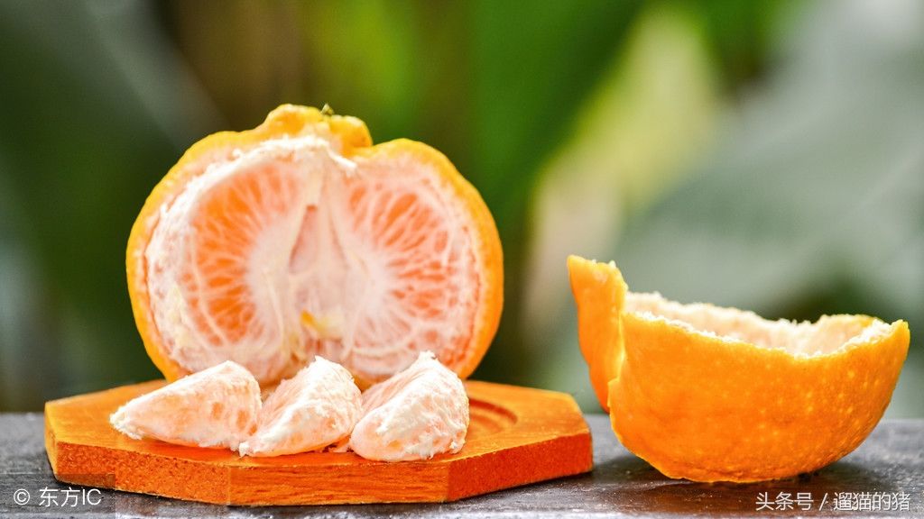 椪柑又名芦柑,4月开花12月成熟,生长过程漫长