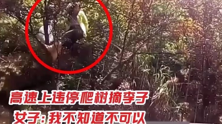 高速上违停爬树摘李子 司机：我之前真的不知道