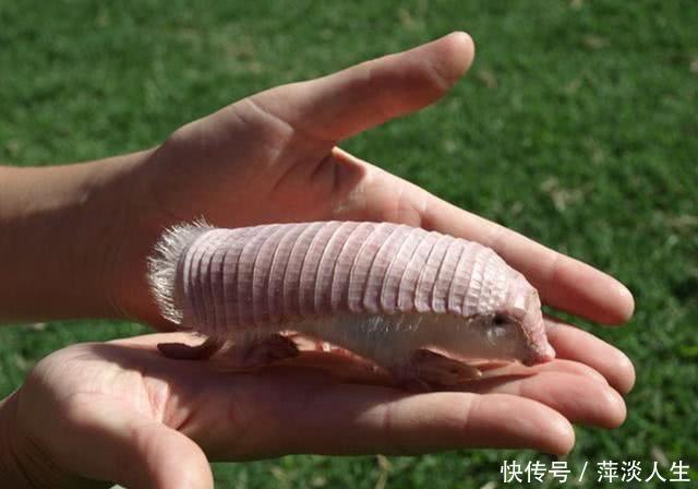 小女孩捡回来一只粉色老鼠,父亲看到了吓得脸