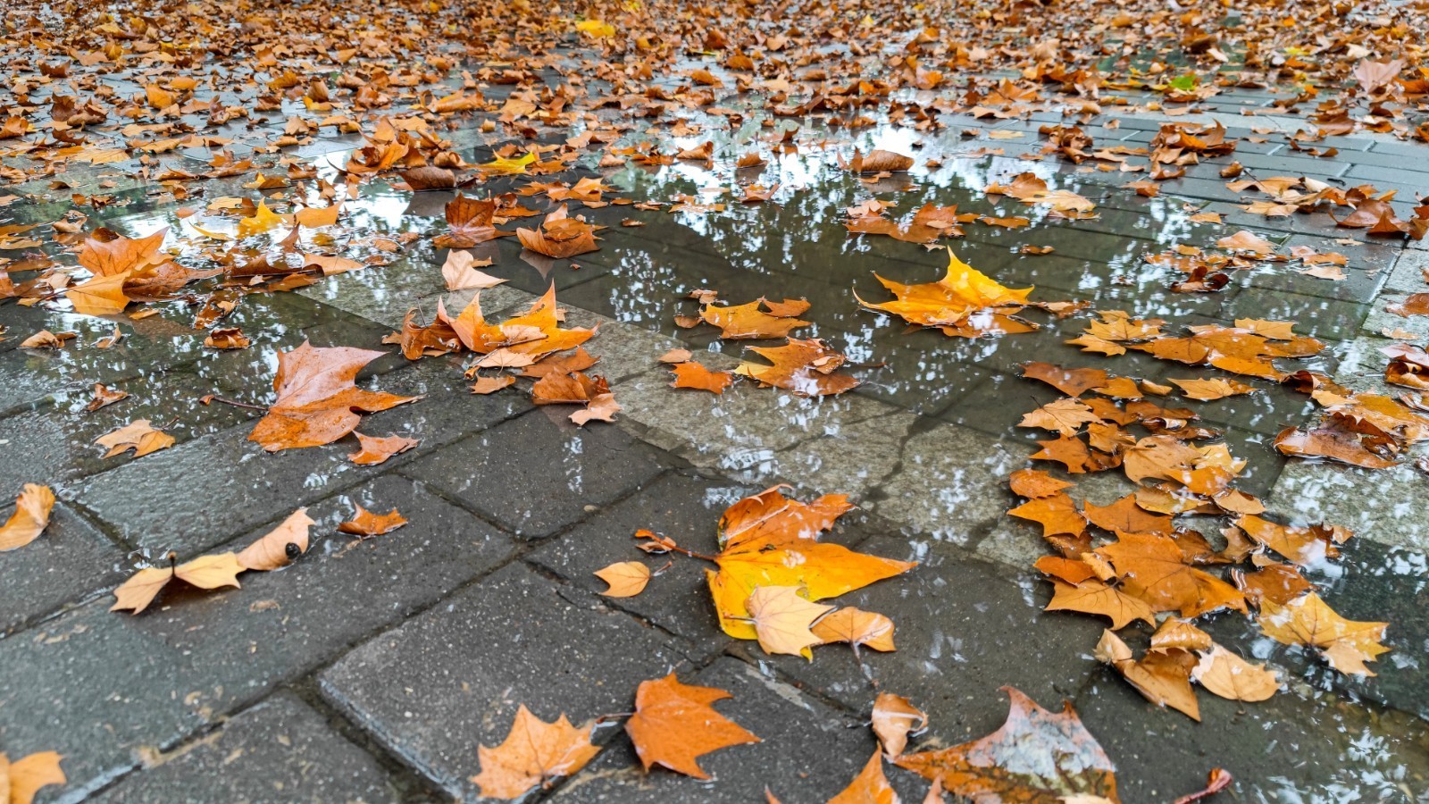 雨后落叶的凄凉图片图片