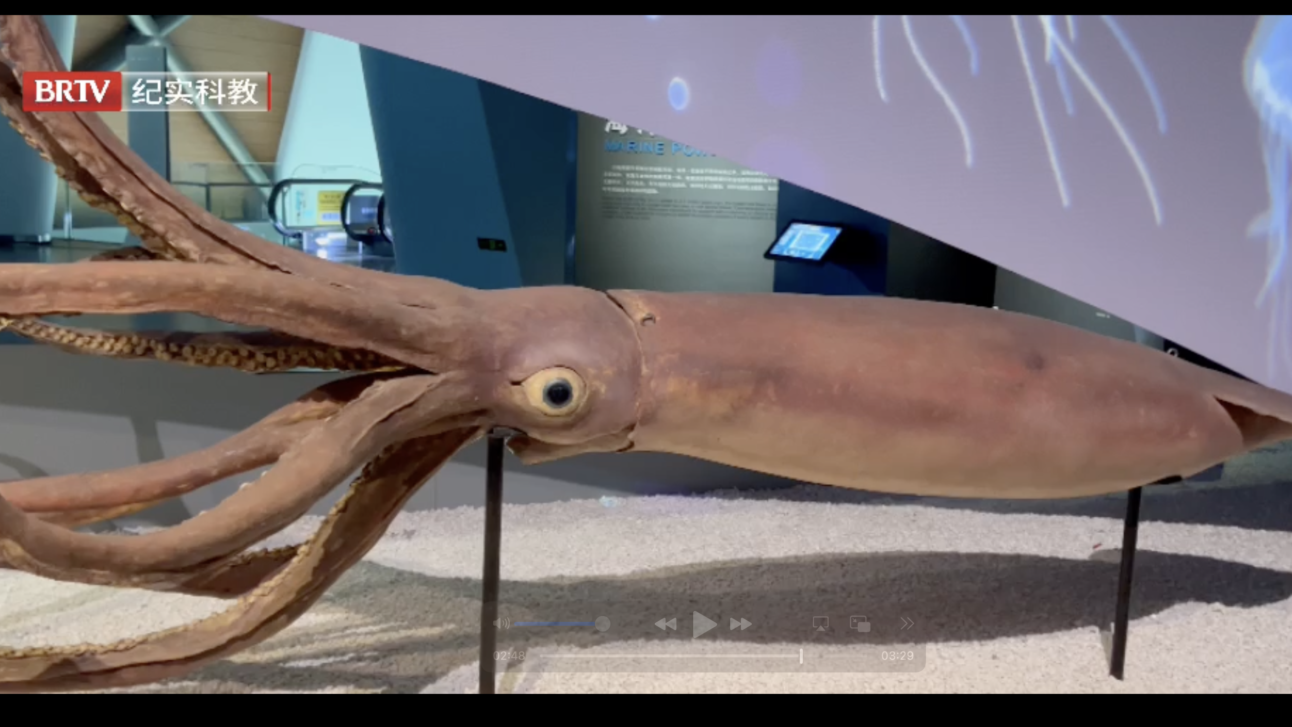 探秘国家海洋博物馆:全国最大的大王乌贼标本在这里 探秘国家海洋博物馆:全国最大的大王乌贼标本在这里