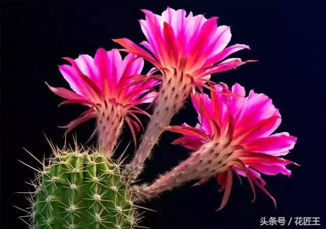 都说仙人掌六十年一开花?这两招马上开出花朵