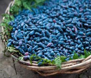 1蓝靛果(山茄子)