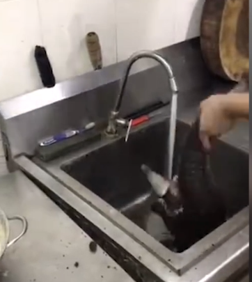 近日，广东潮州一段“男子残杀穿山甲”的视频热传。视频中，男子先是用刀背猛击穿山甲头部，后又连砍几刀将其宰杀。经调查，该男子是揭阳人，目前揭阳警方已立案调查。