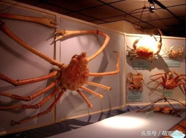 日本巨型杀人蟹遭核辐射变异疯狂袭人?它只是
