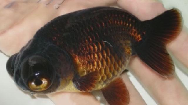 金鱼品种多 蛋种金鱼受欢迎