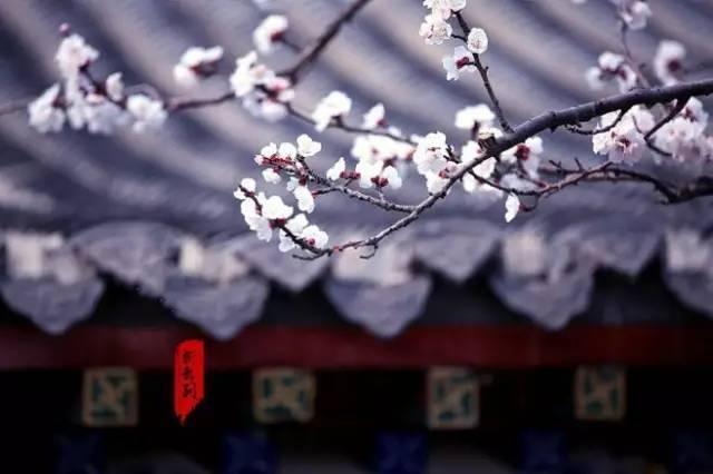 沾衣欲湿杏花雨,吹面不寒杨柳风 沾衣欲湿杏花雨,吹面不寒杨柳风