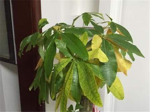发财树叶子掉光,1招就能起死回生,嫩芽呼呼冒