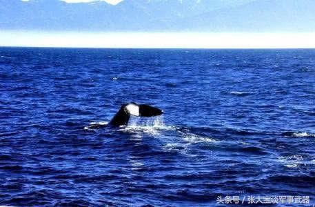 海军军演,炸死的鱼最后都去哪了?