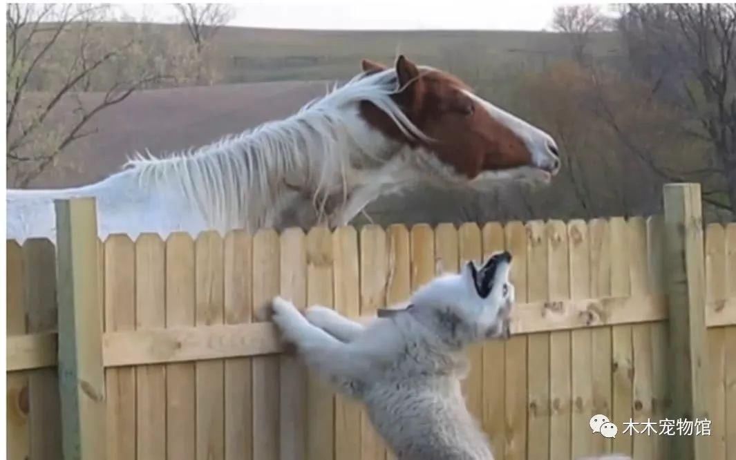 哈士奇发情谈恋爱,跟踪偷看到狗子对象,主人