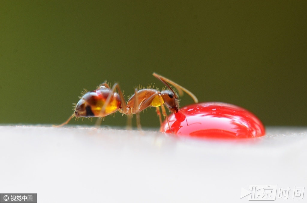 印度现变色蚂蚁 吸食有颜色水滴后变身"彩虹"