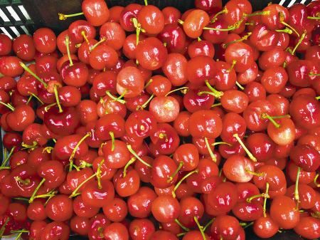 樱桃什么时候成熟:樱桃是什么季节的水果,几月