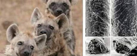 6件发生在人类身上的奇闻异事,有的至今是未解之谜!