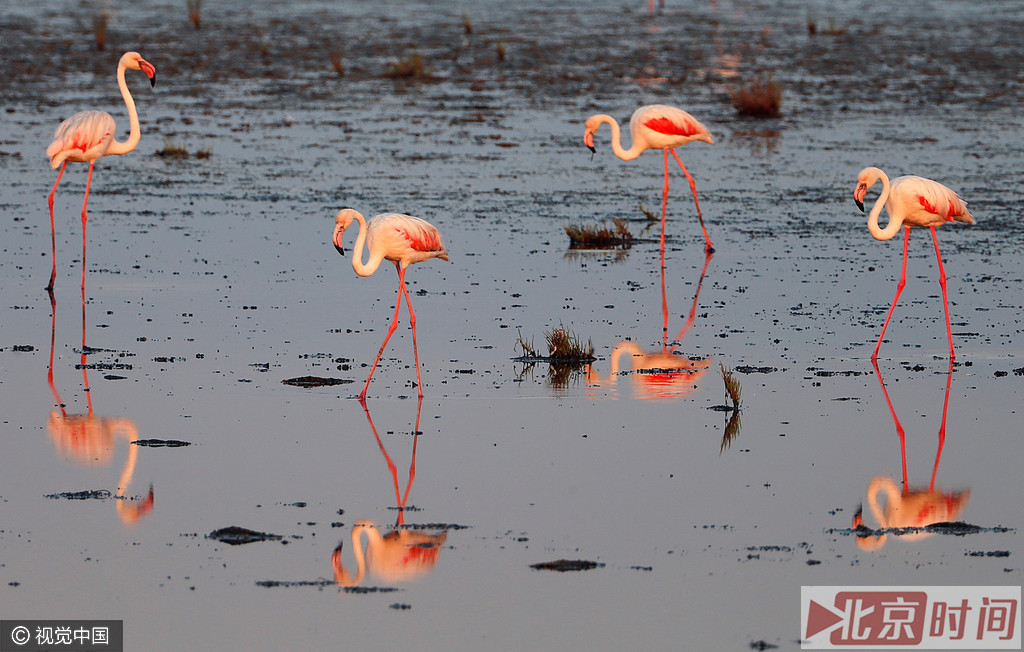火烈鸟喜群栖，常万余只结群。