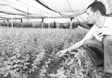 资失败成负翁,种植红乔薇东山再起,净利润70