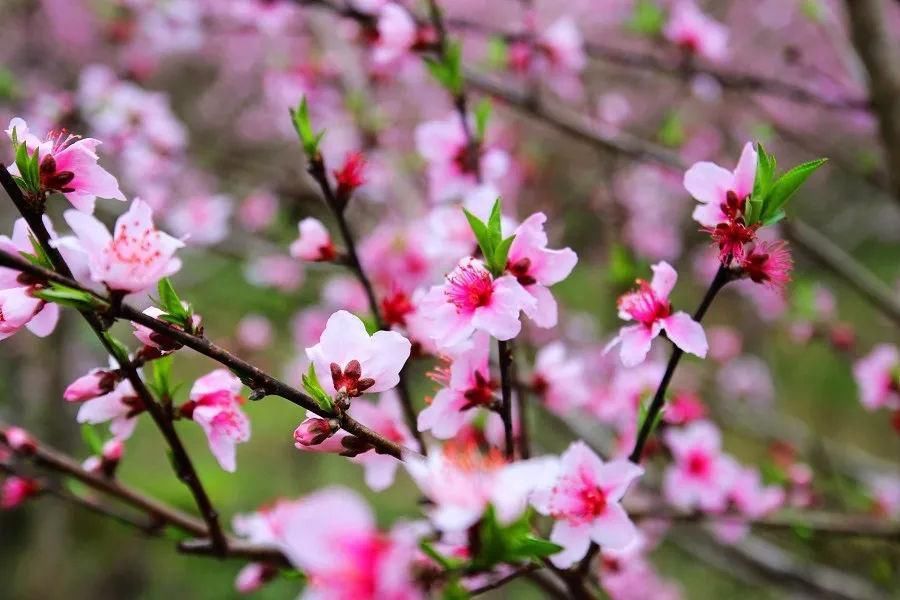 農曆三月,桃花運最旺的4種生肖人