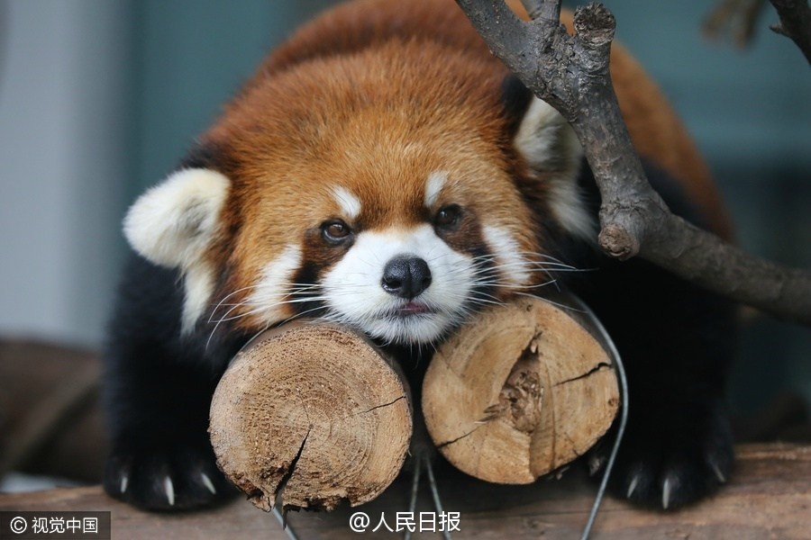 图为小熊猫集体上演“熊猫瘫”。