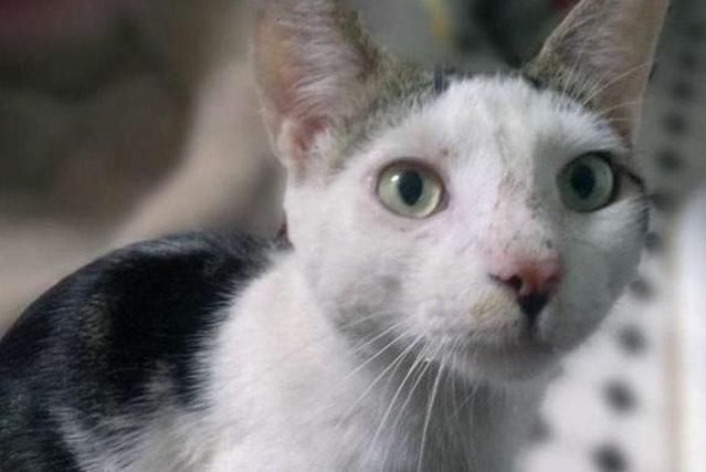 楼上搬家连猫砂盆带猫全丢了,带小家伙回家,家