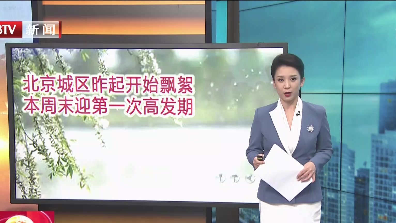 北京城区昨起开始飘絮  本周末迎第一次高发期