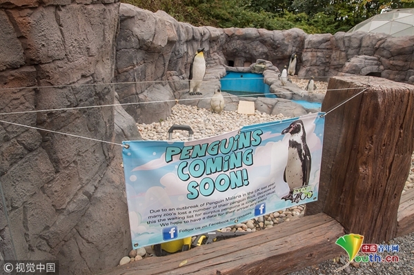 尴尬!英国动物园现山寨景点 企鹅全是模型