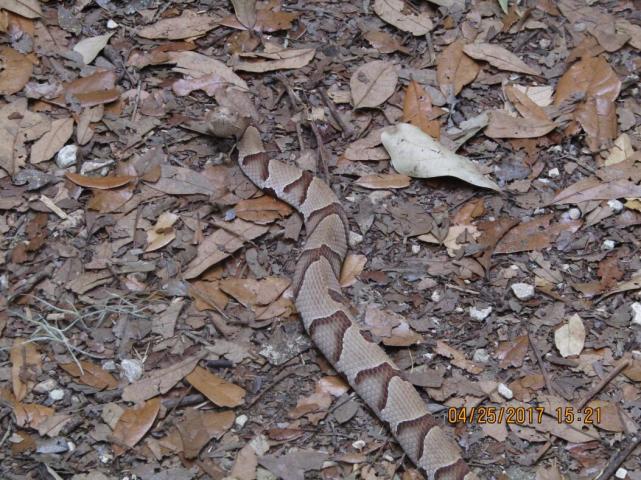 考眼力!你能快速找出隐藏在树叶堆里的蛇吗?