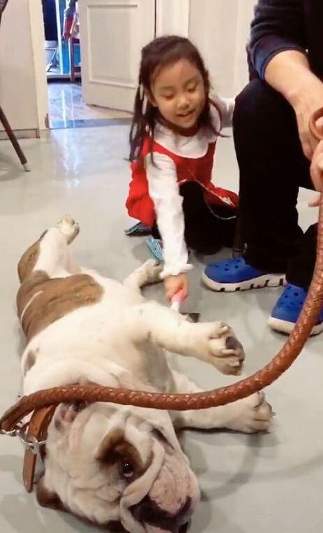 李小璐哥哥晒甜馨近况,甜馨与狗狗一起玩耍,画