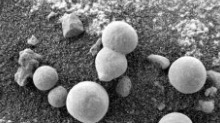 NASA在火星拍到“蘑菇”照片?或可证实火星有生命 NASA在火星拍到“蘑菇”照片?或可证实火星有生命