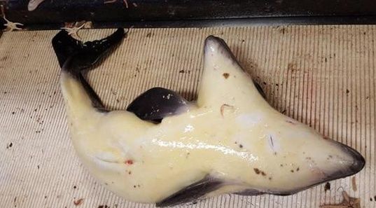 北海发现罕见的连体双胞胎海豚