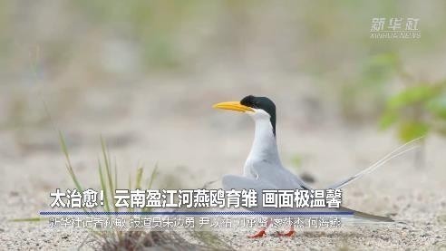 萌化了!野生河燕鸥如何育雏? 摄影师在云南拍到了极温馨的画面 萌化了!野生河燕鸥如何育雏? 摄影师在云南拍到了极温馨的画面