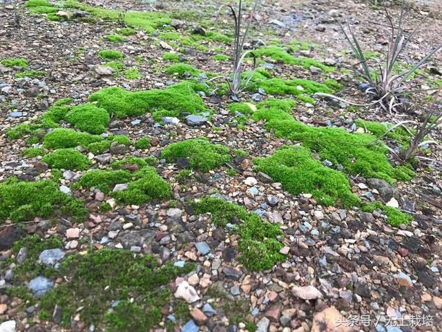 苔藓植物喜欢有一定阳光及潮湿的环境,一般生长在裸露的石壁上,或潮湿
