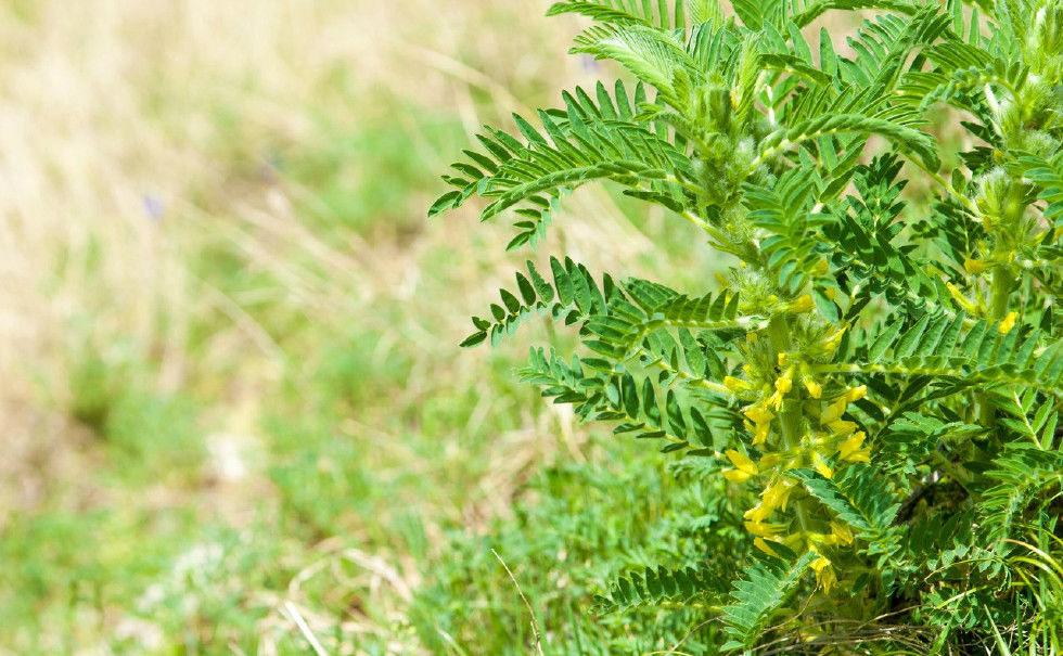 传统中药,黄芪的功效作用与注意事项