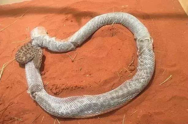 男子来到一处蟒蛇馆参观,被里面巨蟒蜕皮深深