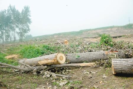 2018年起,农村将禁止种植杨树,砍伐杨树有没